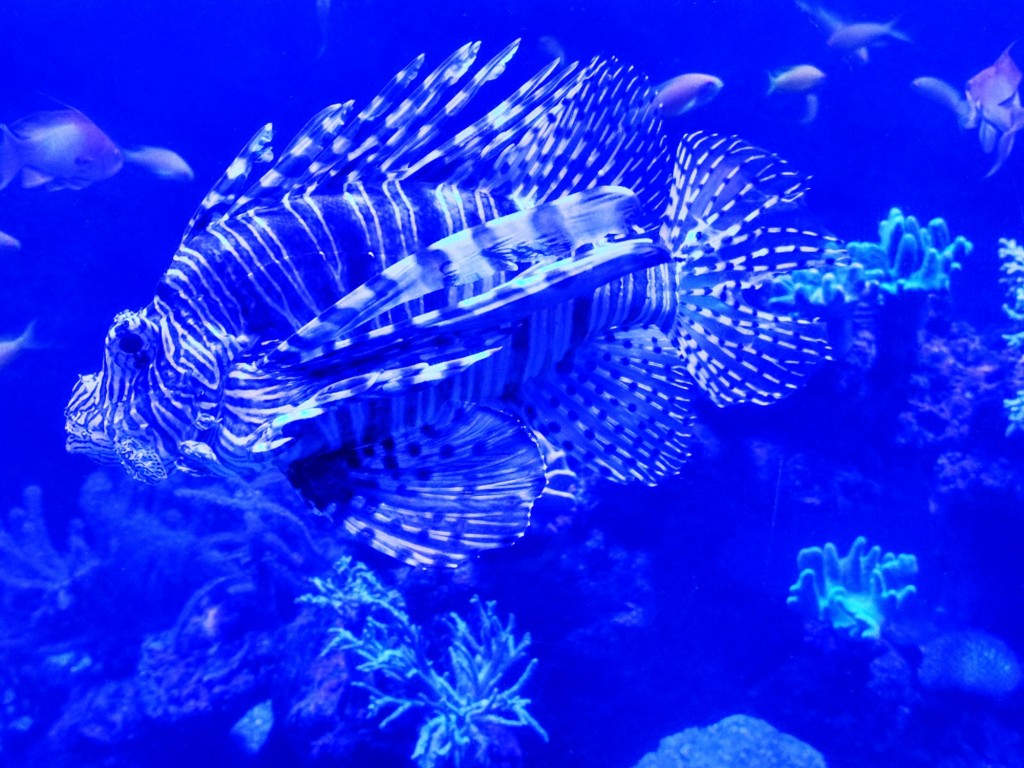 Foto: Acuario Poema del Mar - Las Palmas de Gran Canaria (Las Palmas), España