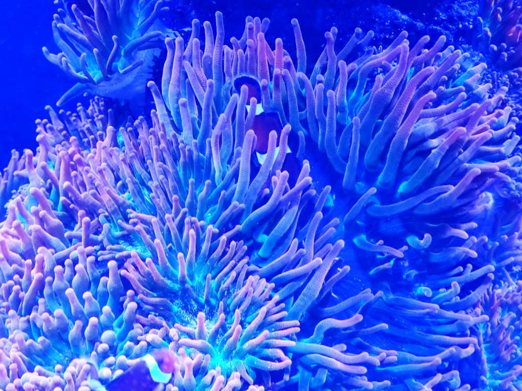 Foto: Acuario Poema del Mar - Las Palmas de Gran Canaria (Las Palmas), España