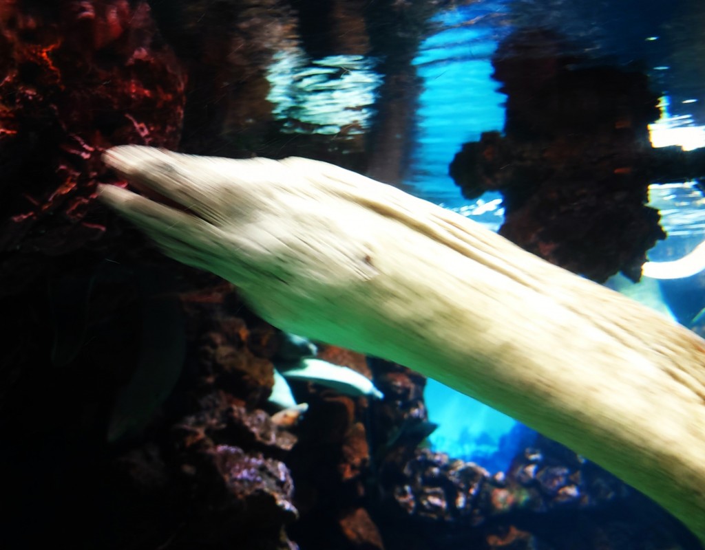 Foto: Acuario Poema del Mar - Las Palmas de Gran Canaria (Las Palmas), España