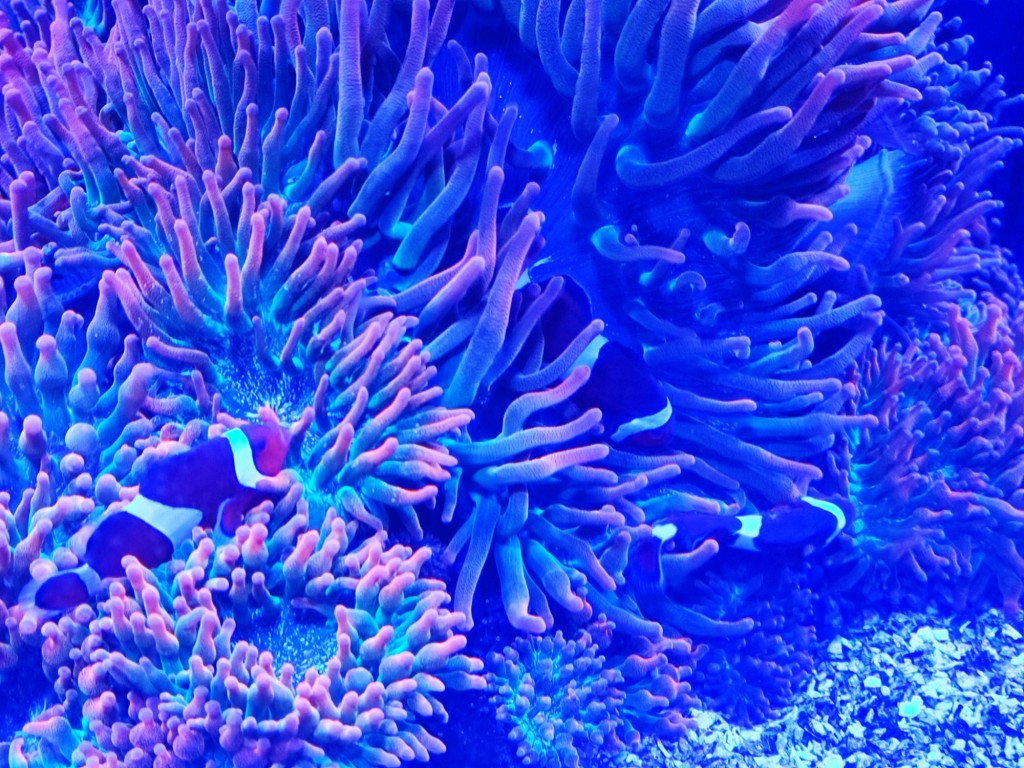 Foto: Acuario Poema del Mar - Las Palmas de Gran Canaria (Las Palmas), España