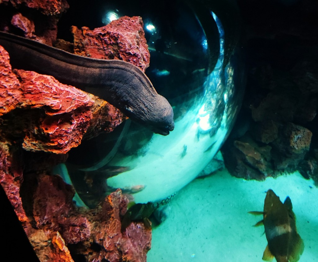 Foto: Acuario Poema del Mar - Las Palmas de Gran Canaria (Las Palmas), España