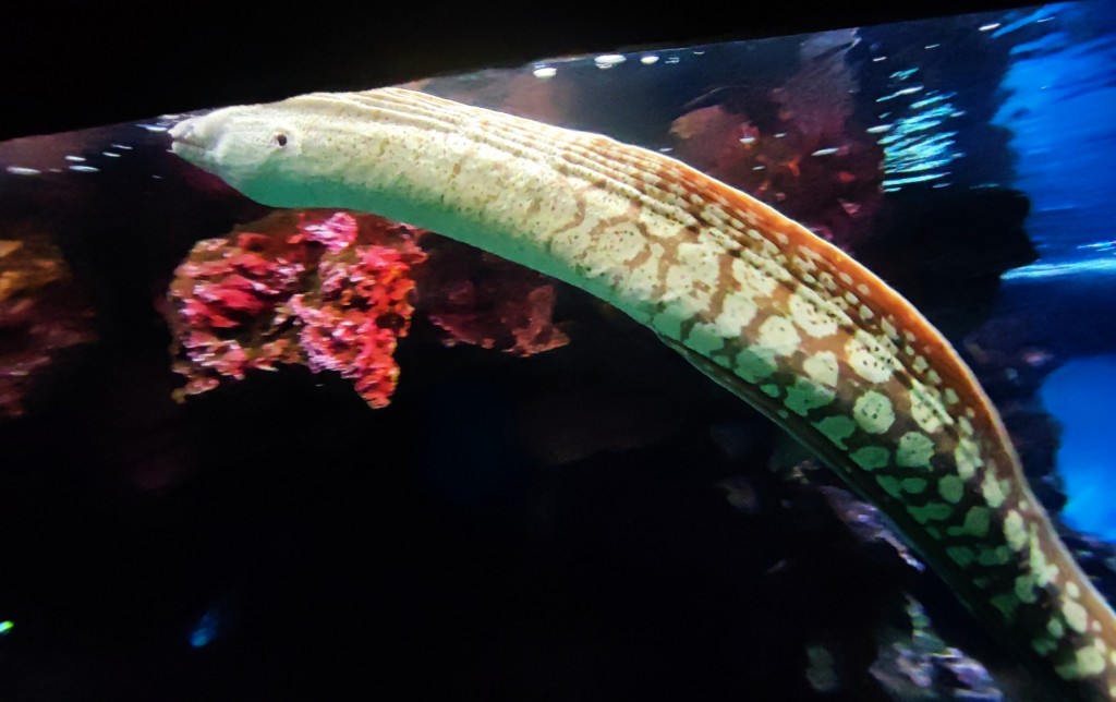 Foto: Acuario Poema del Mar - Las Palmas de Gran Canaria (Las Palmas), España