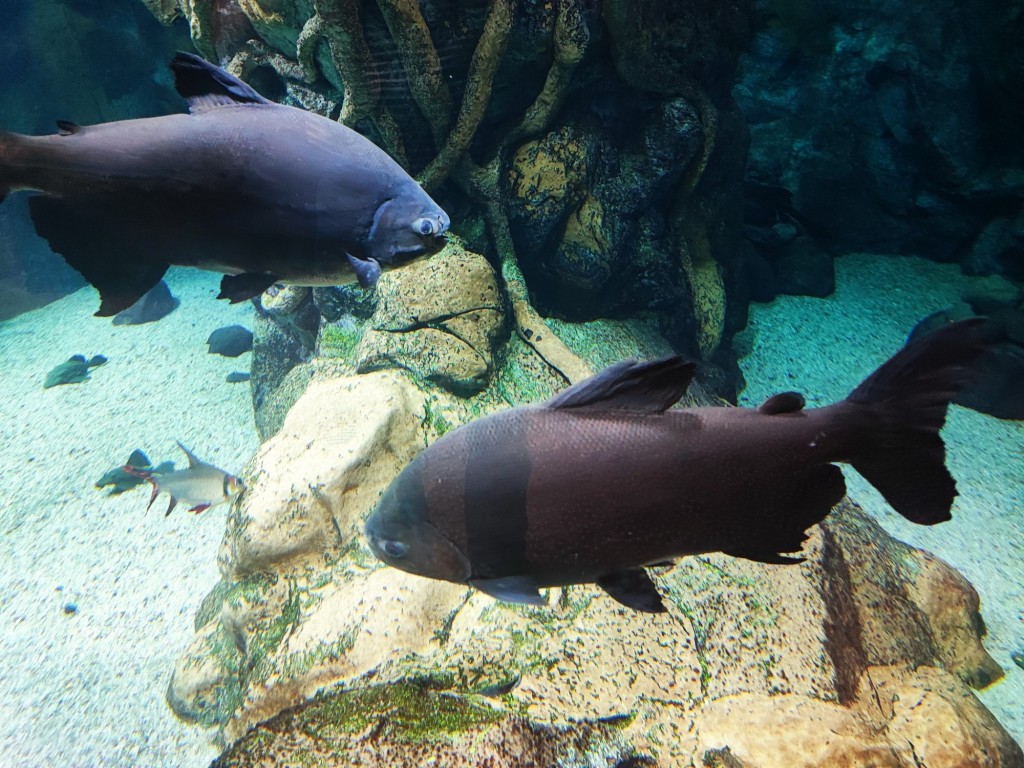 Foto: Acuario Poema del Mar - Las Palmas de Gran Canaria (Las Palmas), España