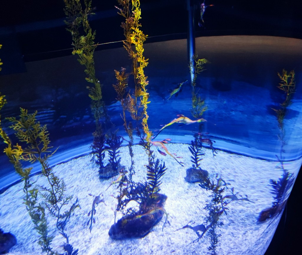 Foto: Acuario Poema del Mar - Las Palmas de Gran Canaria (Las Palmas), España