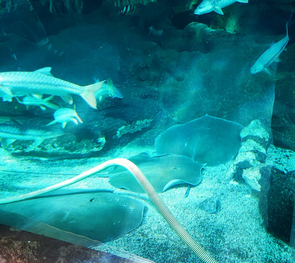 Foto: Acuario Poema del Mar - Las Palmas de Gran Canaria (Las Palmas), España