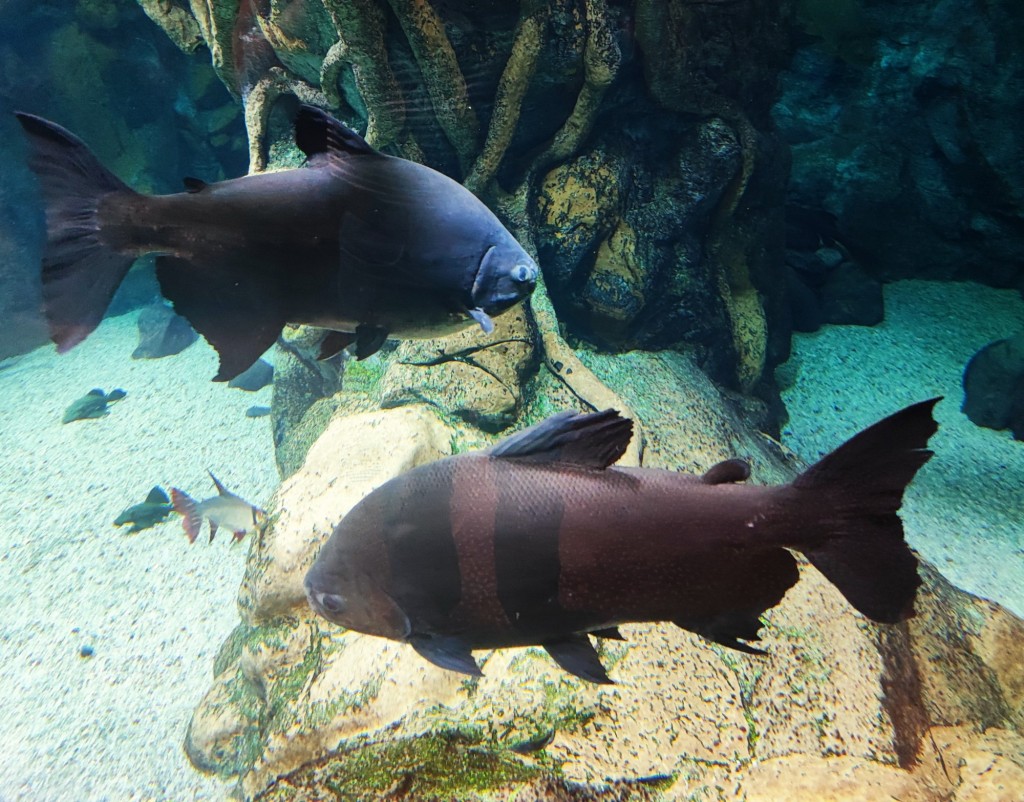 Foto: Acuario Poema del Mar - Las Palmas de Gran Canaria (Las Palmas), España