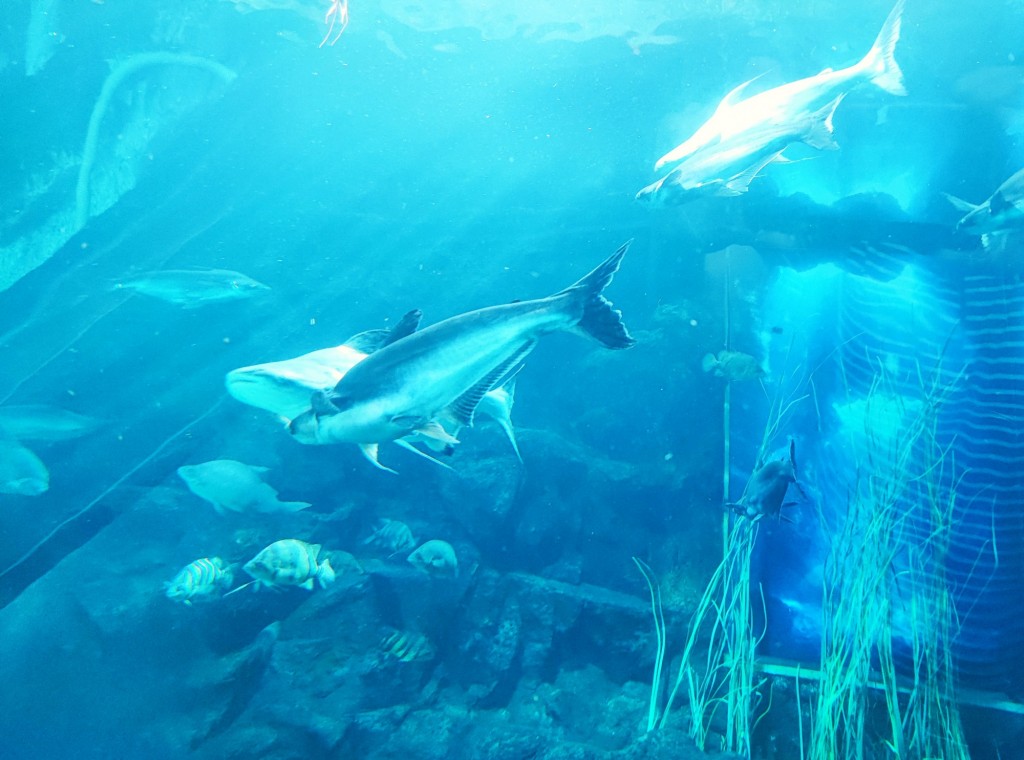 Foto: Acuario Poema del Mar - Las Palmas de Gran Canaria (Las Palmas), España