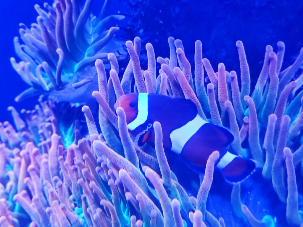 Foto: Acuario Poema del Mar - Las Palmas de Gran Canaria (Las Palmas), España