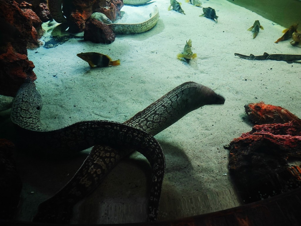 Foto: Acuario Poema del Mar - Las Palmas de Gran Canaria (Las Palmas), España