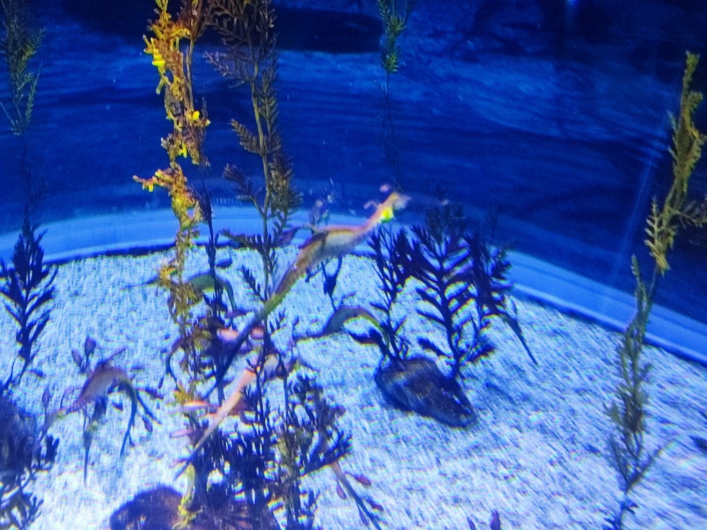 Foto: Acuario Poema del Mar - Las Palmas de Gran Canaria (Las Palmas), España