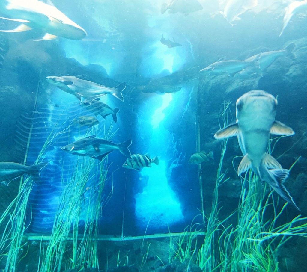 Foto: Acuario Poema del Mar - Las Palmas de Gran Canaria (Las Palmas), España