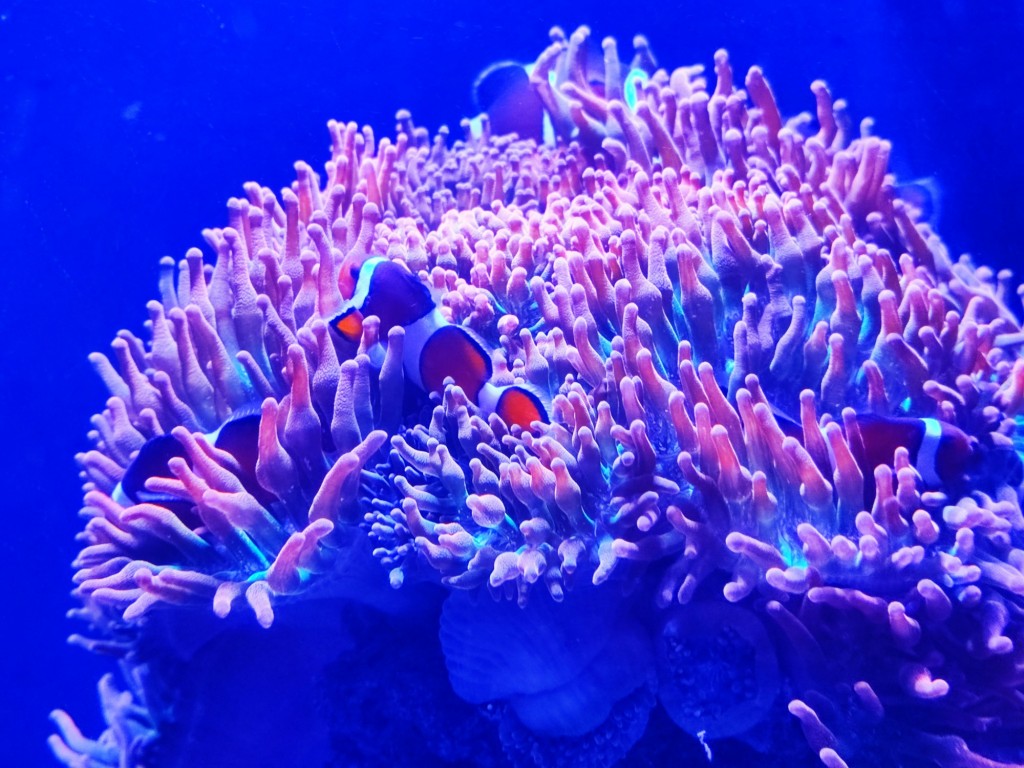 Foto: Acuario Poema del Mar - Las Palmas de Gran Canaria (Las Palmas), España