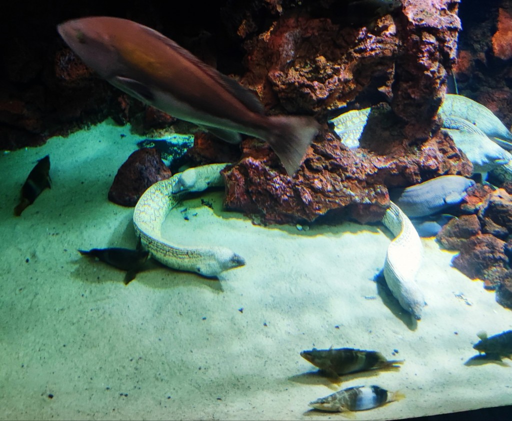 Foto: Acuario Poema del Mar - Las Palmas de Gran Canaria (Las Palmas), España