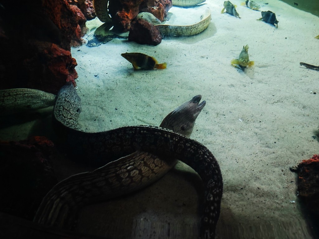 Foto: Acuario Poema del Mar - Las Palmas de Gran Canaria (Las Palmas), España