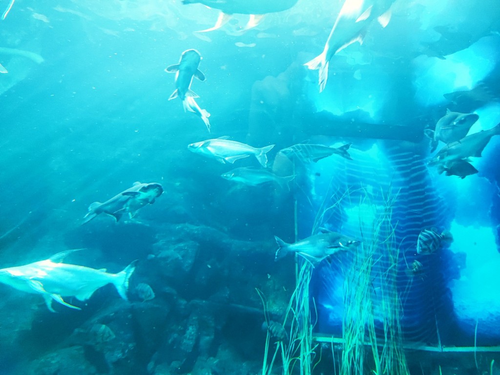 Foto: Acuario Poema del Mar - Las Palmas de Gran Canaria (Las Palmas), España