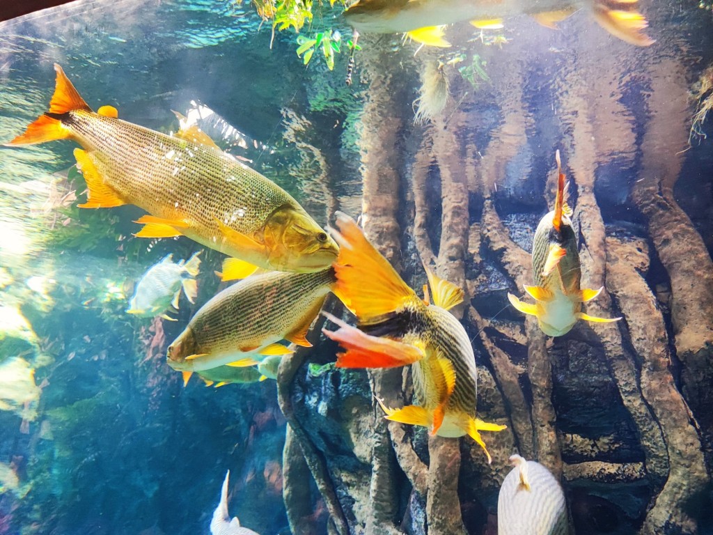 Foto: Acuario Poema del Mar - Las Palmas de Gran Canaria (Las Palmas), España