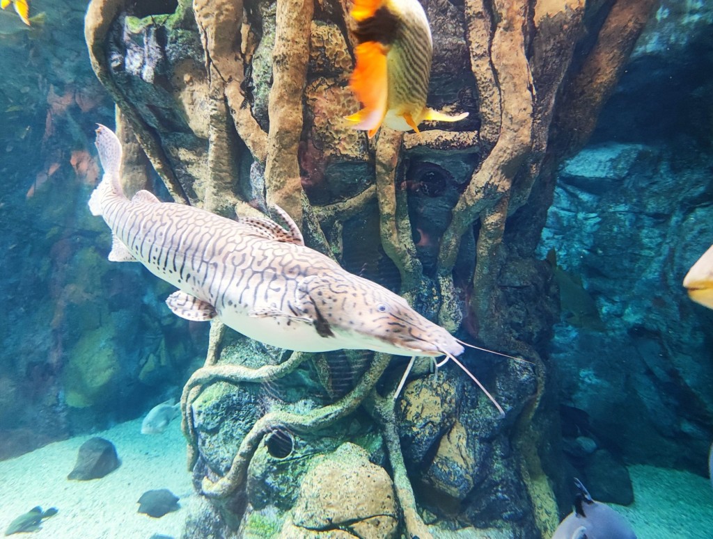 Foto: Acuario Poema del Mar - Las Palmas de Gran Canaria (Las Palmas), España