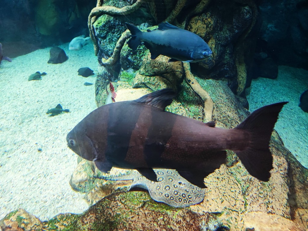 Foto: Acuario Poema del Mar - Las Palmas de Gran Canaria (Las Palmas), España