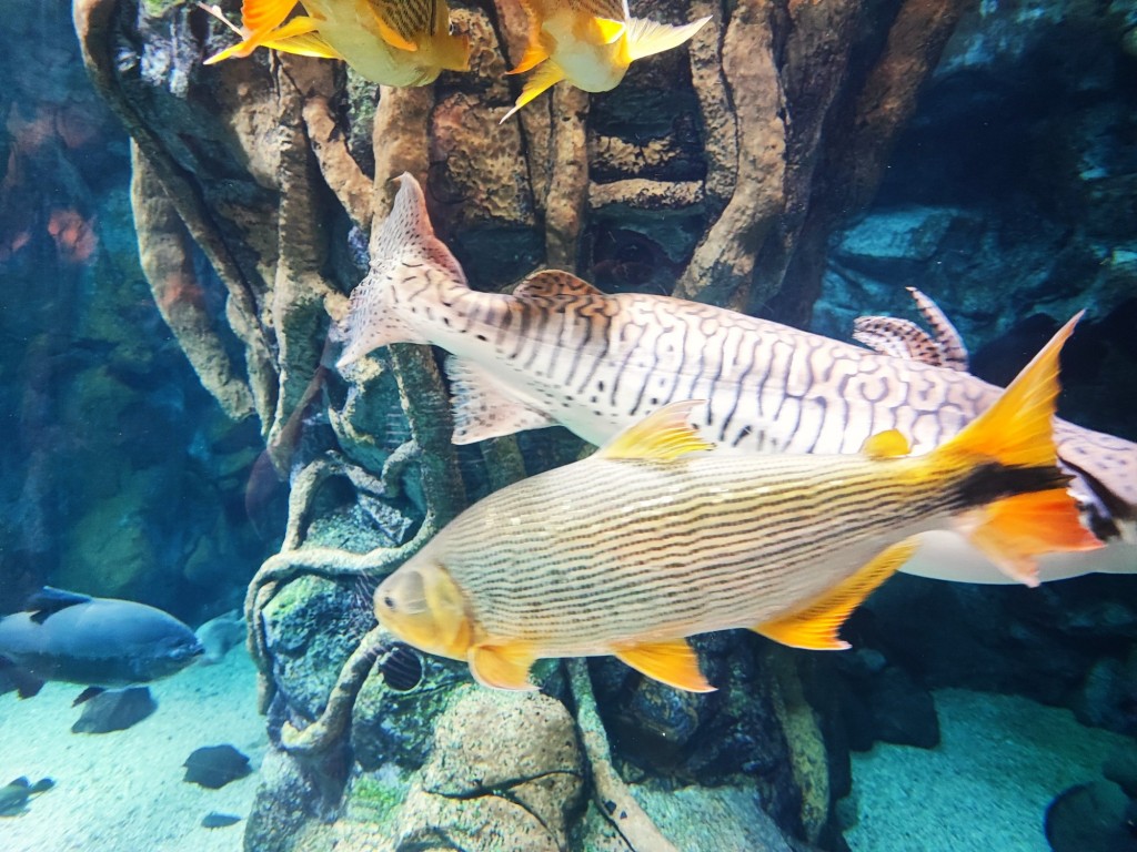 Foto: Acuario Poema del Mar - Las Palmas de Gran Canaria (Las Palmas), España