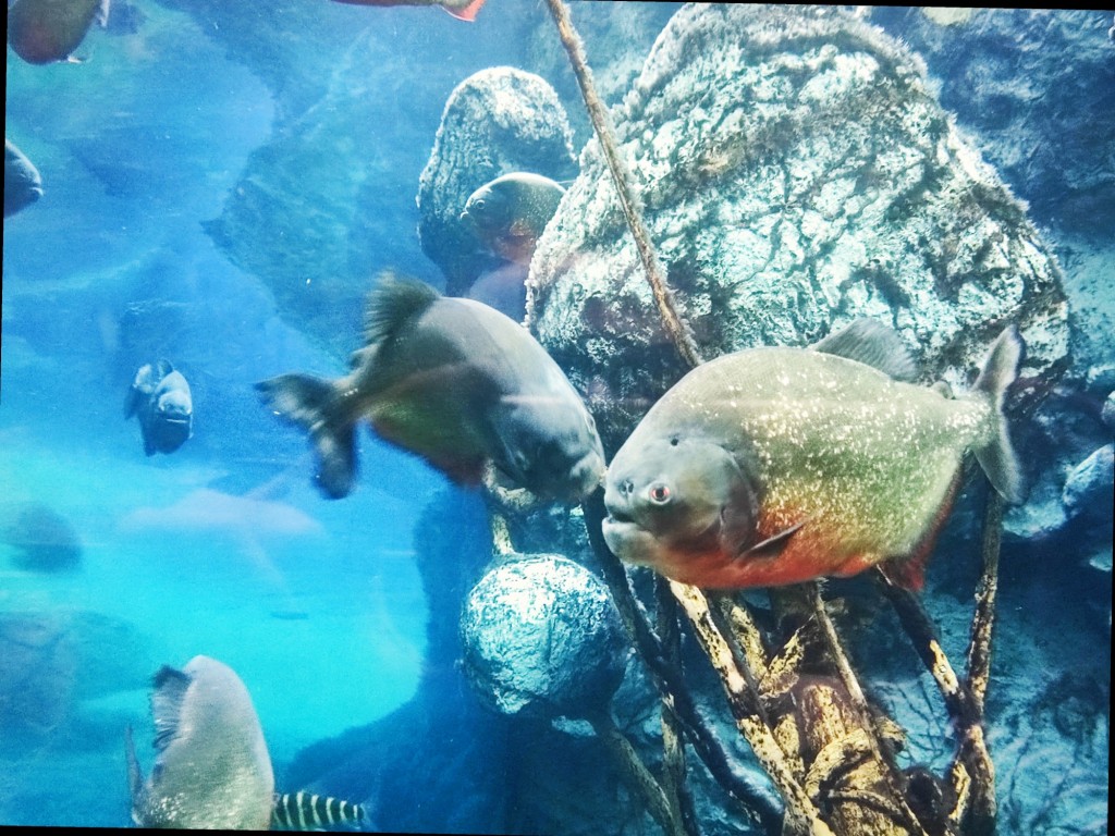 Foto: Acuario Poema del Mar - Las Palmas de Gran Canaria (Las Palmas), España