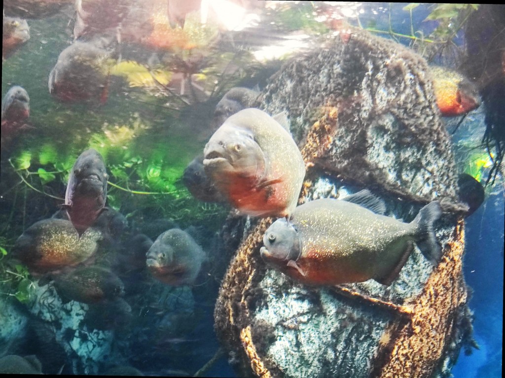 Foto: Acuario Poema del Mar - Las Palmas de Gran Canaria (Las Palmas), España