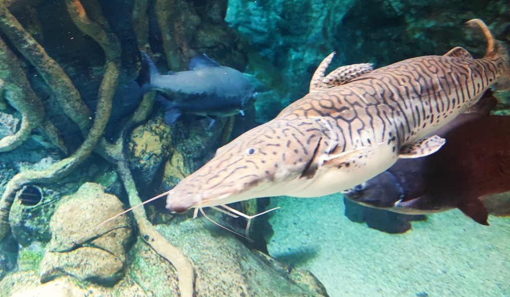 Foto: Acuario Poema del Mar - Las Palmas de Gran Canaria (Las Palmas), España