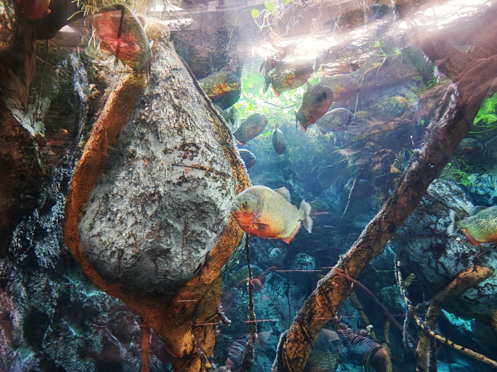 Foto: Acuario Poema del Mar - Las Palmas de Gran Canaria (Las Palmas), España