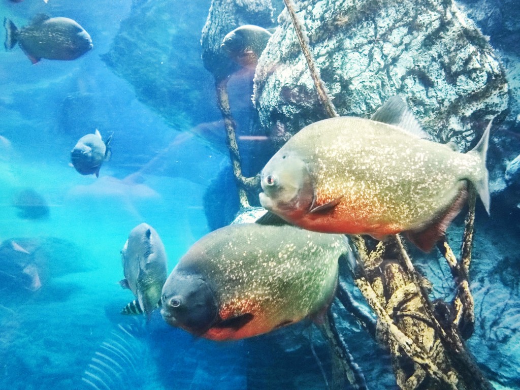 Foto: Acuario Poema del Mar - Las Palmas de Gran Canaria (Las Palmas), España