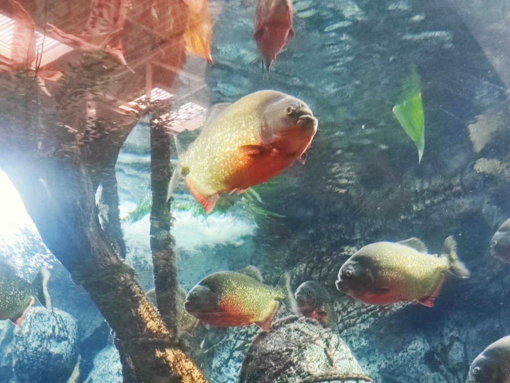 Foto: Acuario Poema del Mar - Las Palmas de Gran Canaria (Las Palmas), España