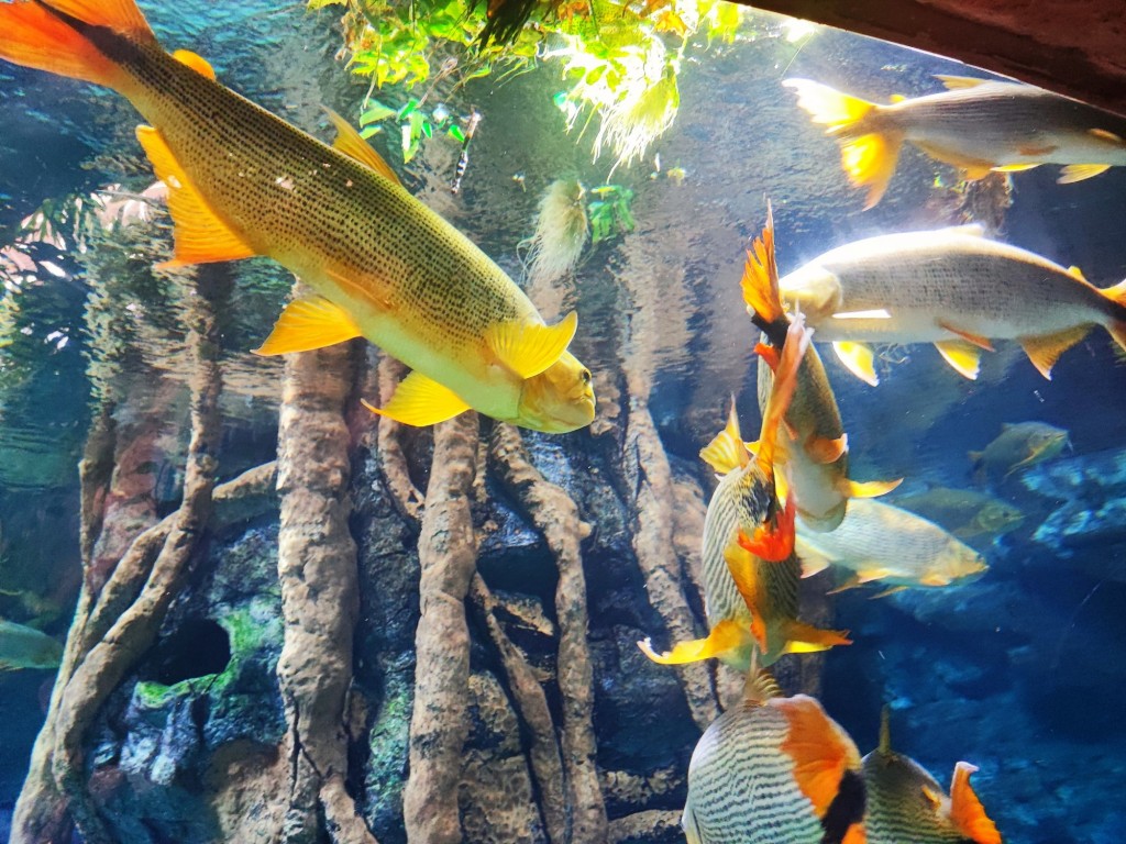 Foto: Acuario Poema del Mar - Las Palmas de Gran Canaria (Las Palmas), España