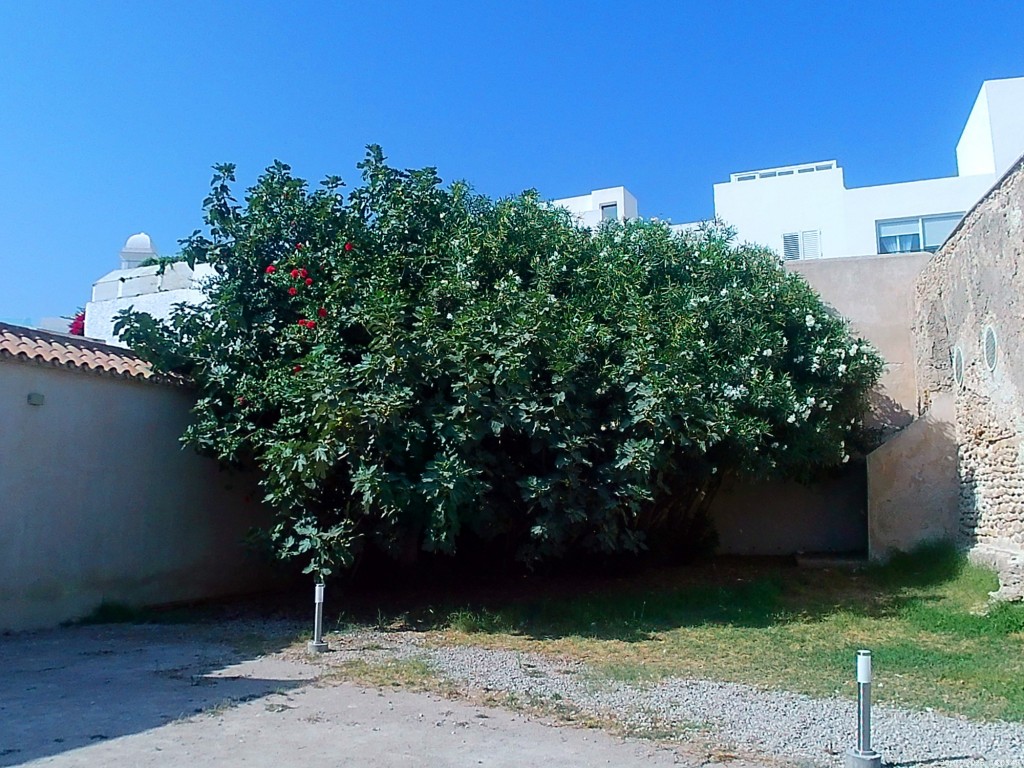Foto de Conil de la Frontera (Cádiz), España