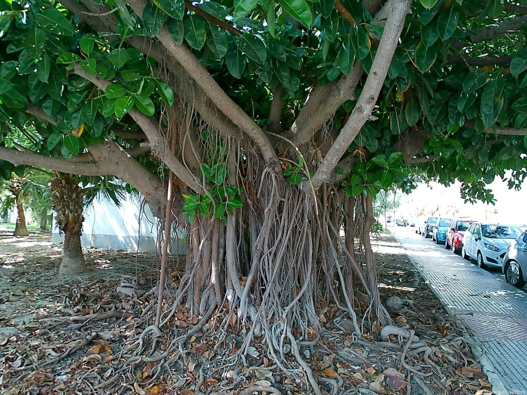 Foto: Raices - Cádiz (Andalucía), España