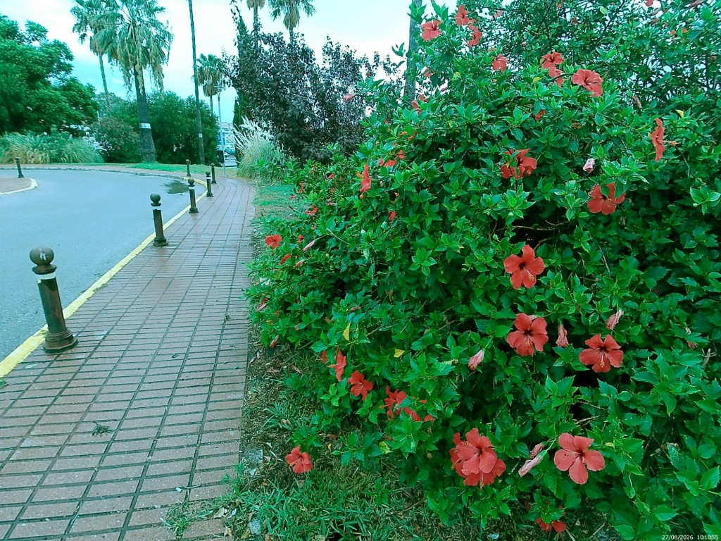 Foto: Hibisco - Jerez de la Frontera (Cádiz), España