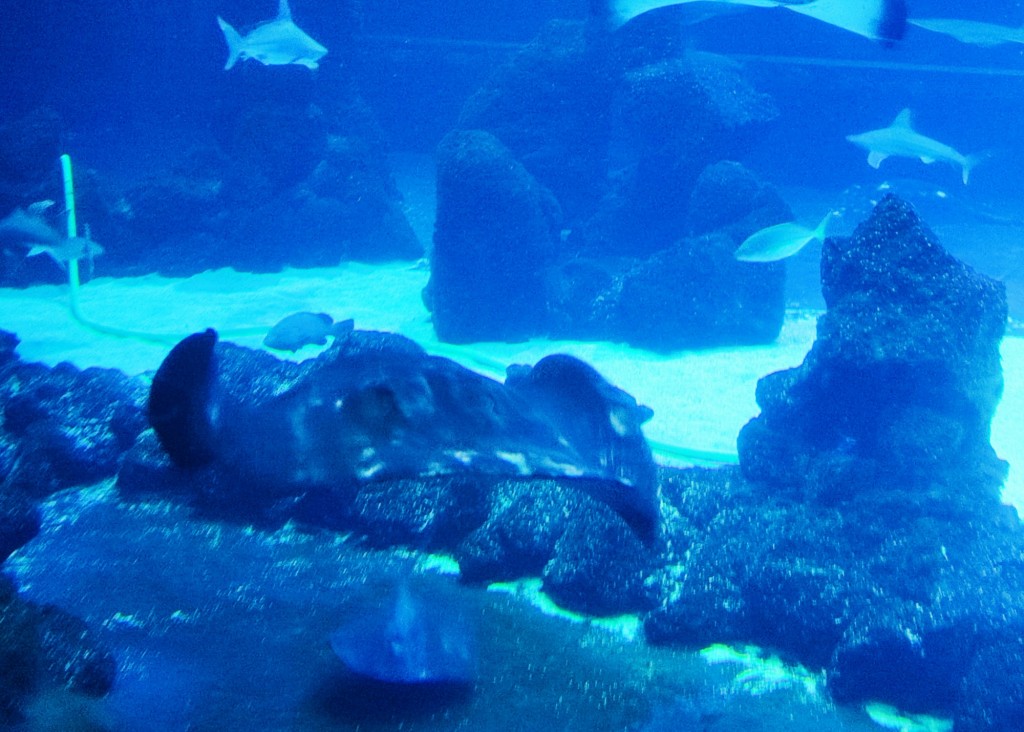 Foto: Acuario Poema del Mar - Las Palmas de Gran Canaria (Las Palmas), España