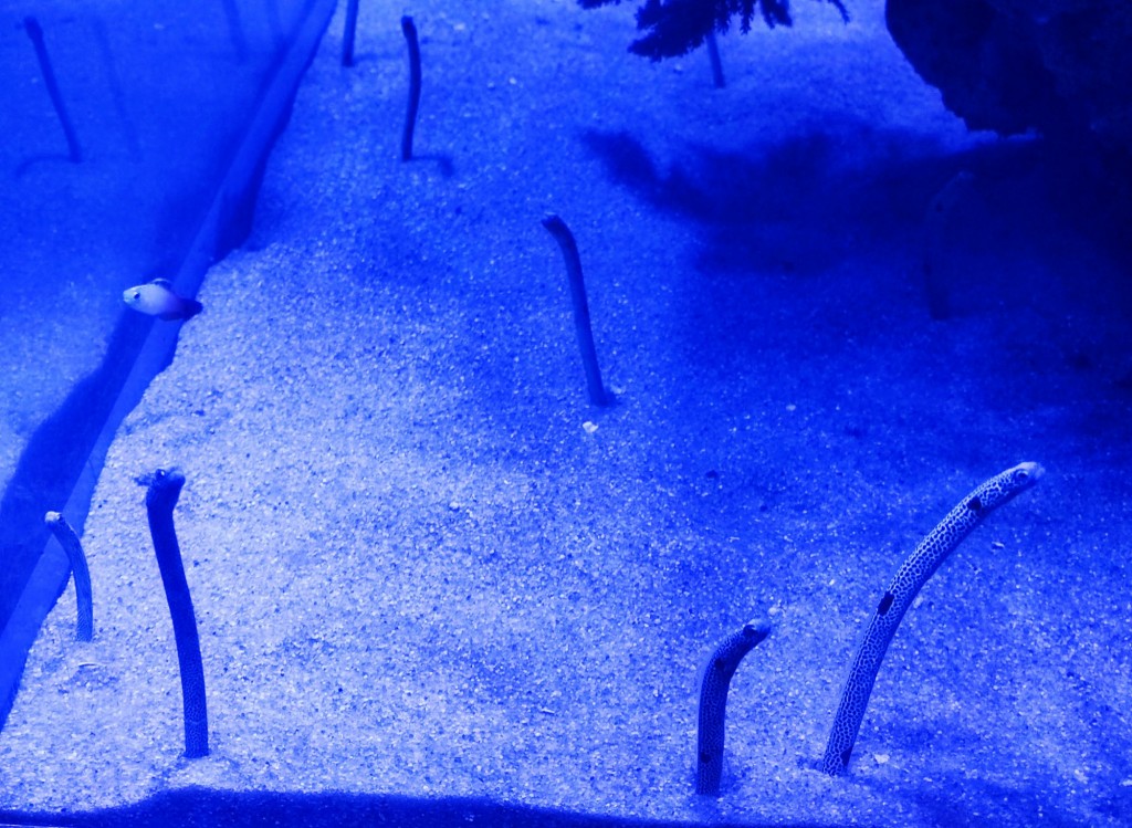 Foto: Acuario Poema del Mar - Las Palmas de Gran Canaria (Las Palmas), España