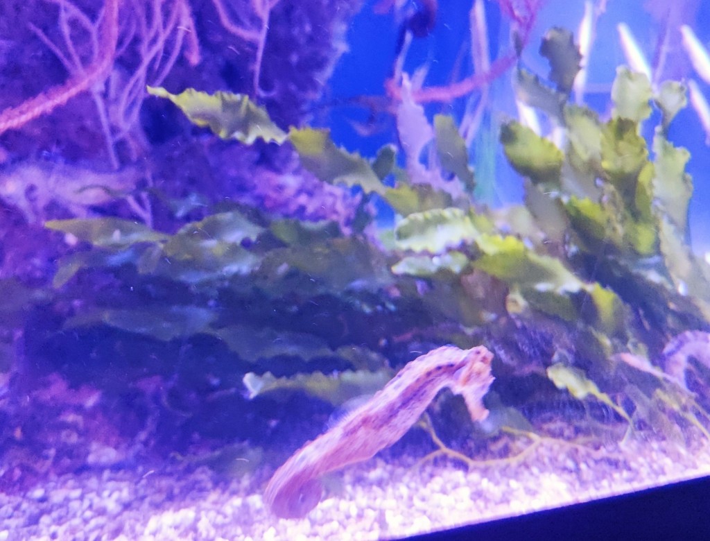 Foto: Acuario Poema del Mar - Las Palmas de Gran Canaria (Las Palmas), España