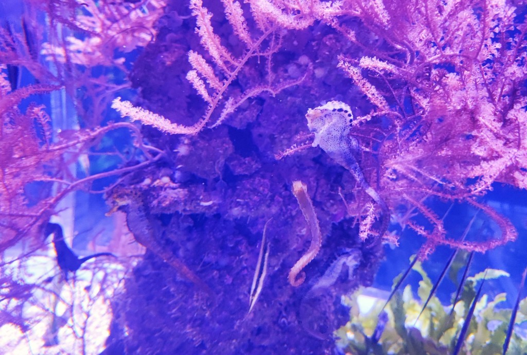 Foto: Acuario Poema del Mar - Las Palmas de Gran Canaria (Las Palmas), España