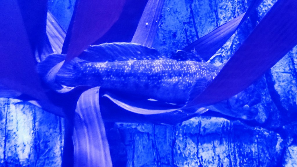 Foto: Acuario Poema del Mar - Las Palmas de Gran Canaria (Las Palmas), España