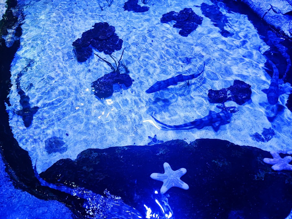 Foto: Acuario Poema del Mar - Las Palmas de Gran Canaria (Las Palmas), España