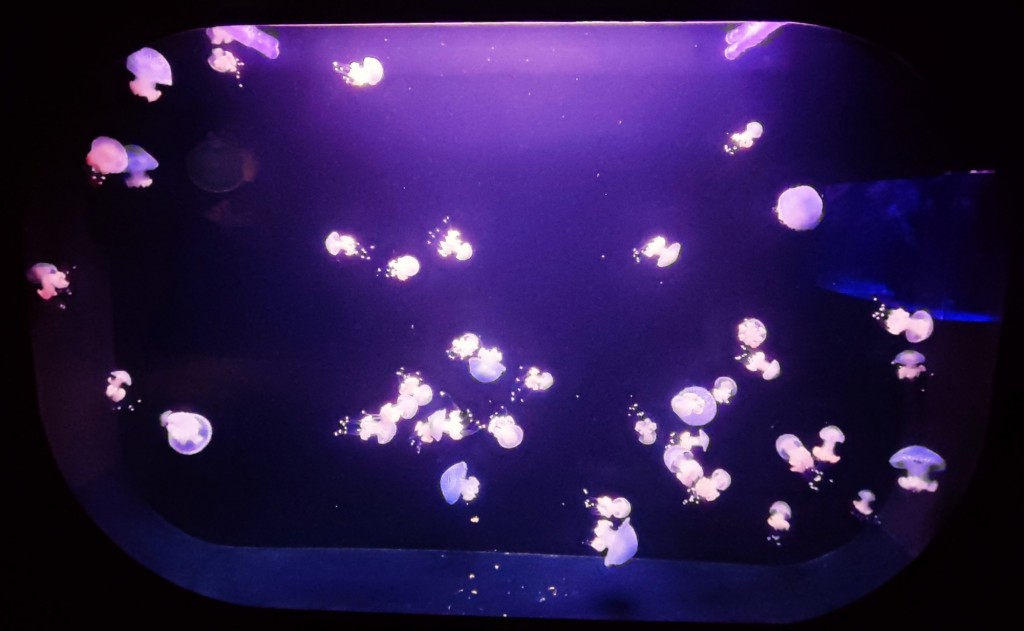 Foto: Acuario Poema del Mar - Las Palmas de Gran Canaria (Las Palmas), España