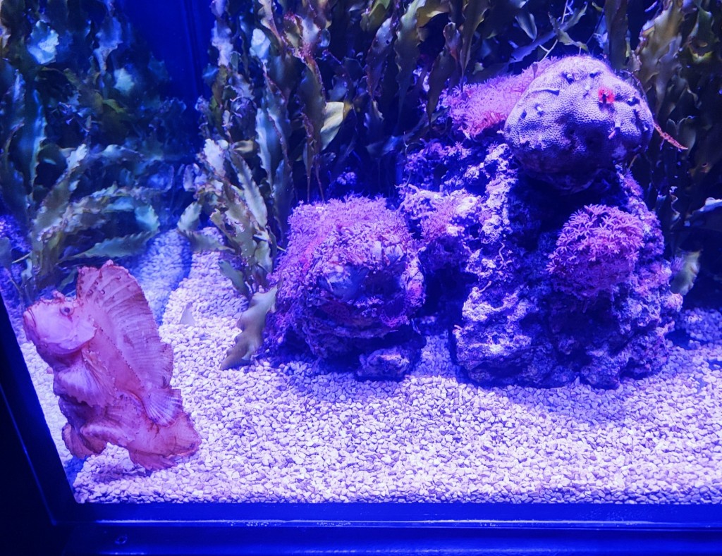 Foto: Acuario Poema del Mar - Las Palmas de Gran Canaria (Las Palmas), España