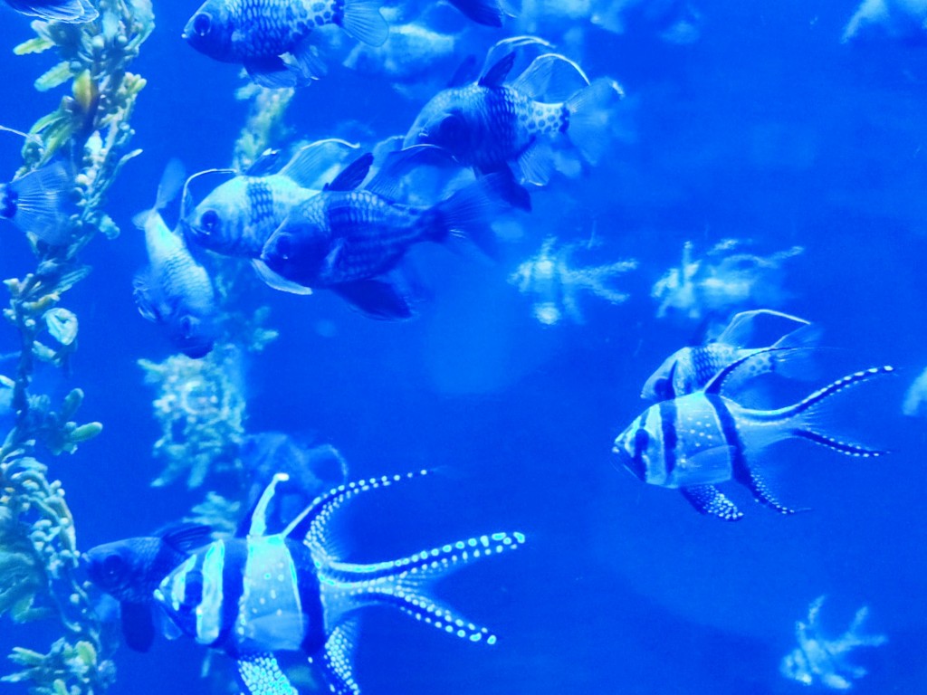 Foto: Acuario Poema del Mar - Las Palmas de Gran Canaria (Las Palmas), España