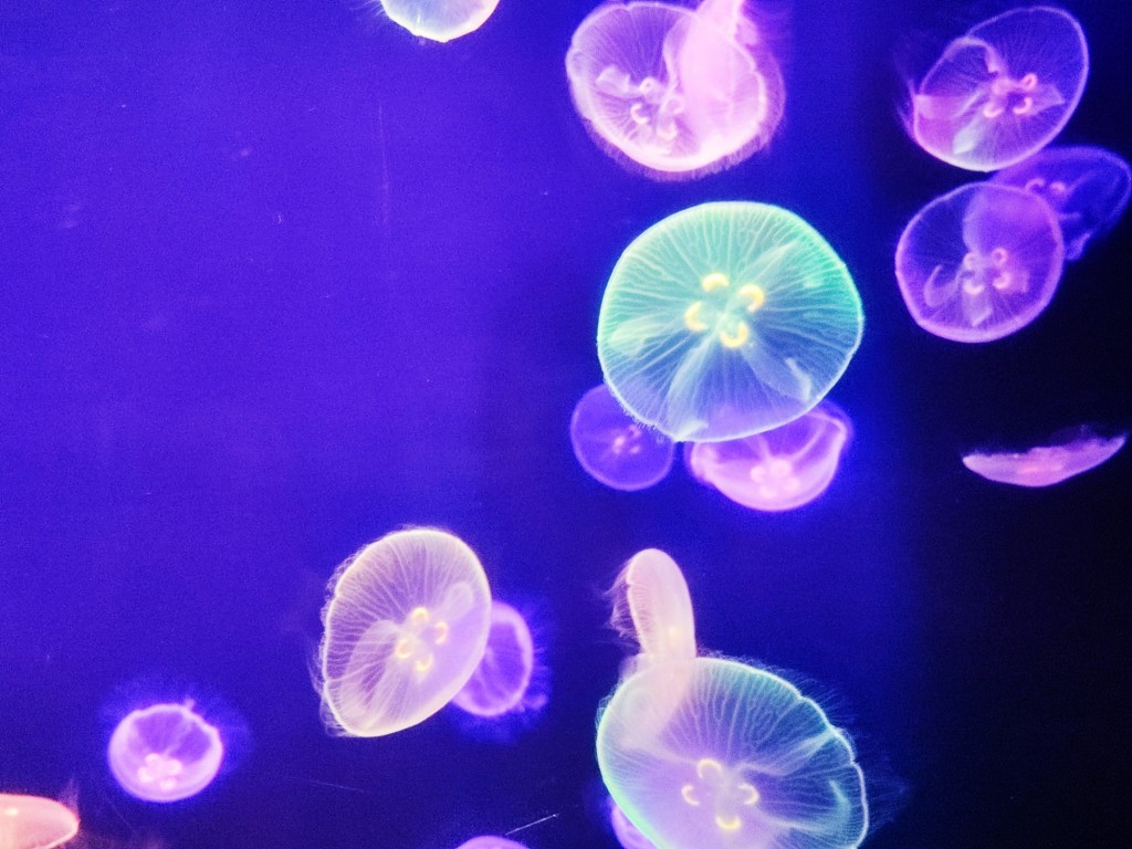 Foto: Acuario Poema del Mar - Las Palmas de Gran Canaria (Las Palmas), España