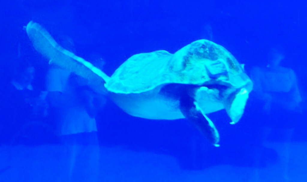 Foto: Acuario Poema del Mar - Las Palmas de Gran Canaria (Las Palmas), España