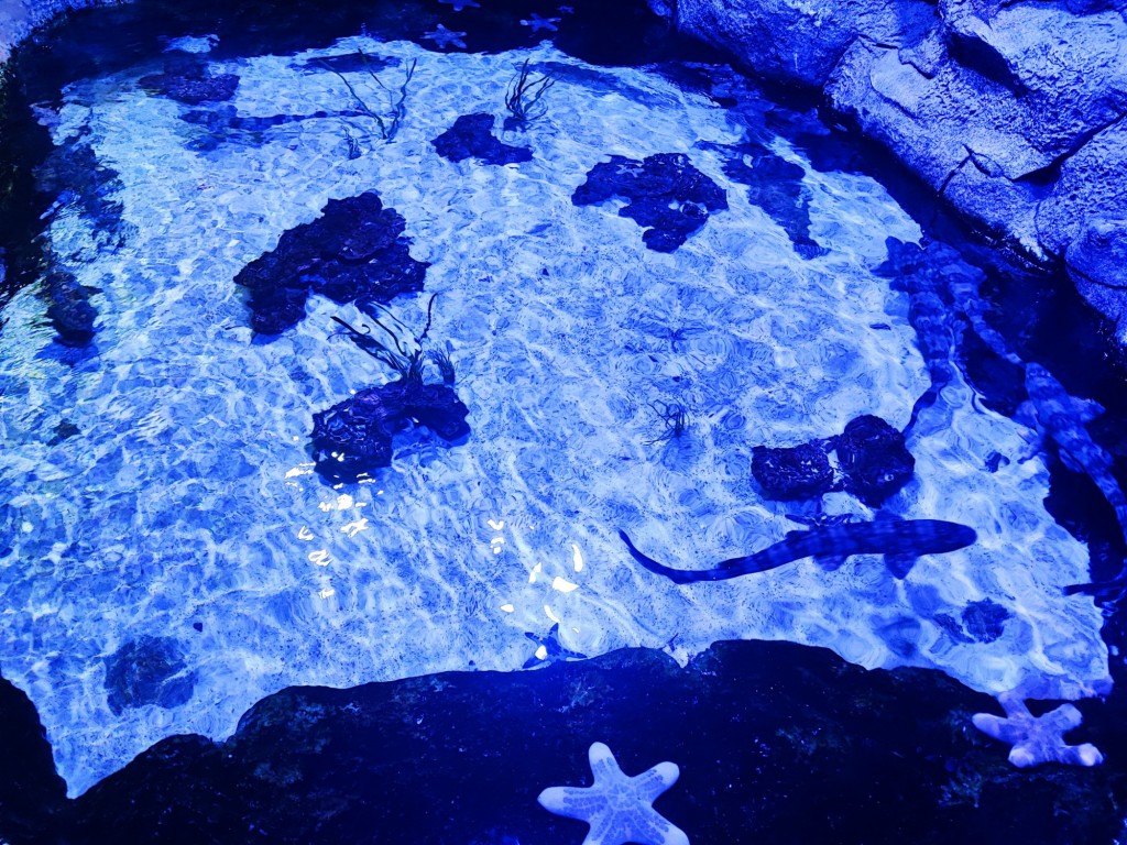 Foto: Acuario Poema del Mar - Las Palmas de Gran Canaria (Las Palmas), España