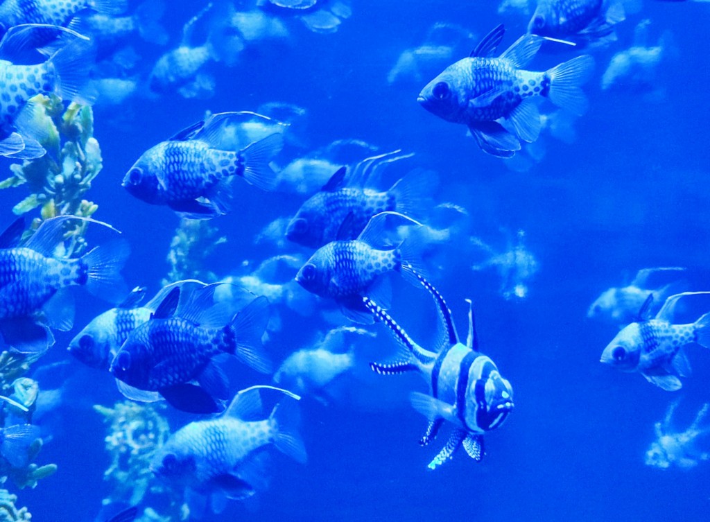 Foto: Acuario Poema del Mar - Las Palmas de Gran Canaria (Las Palmas), España