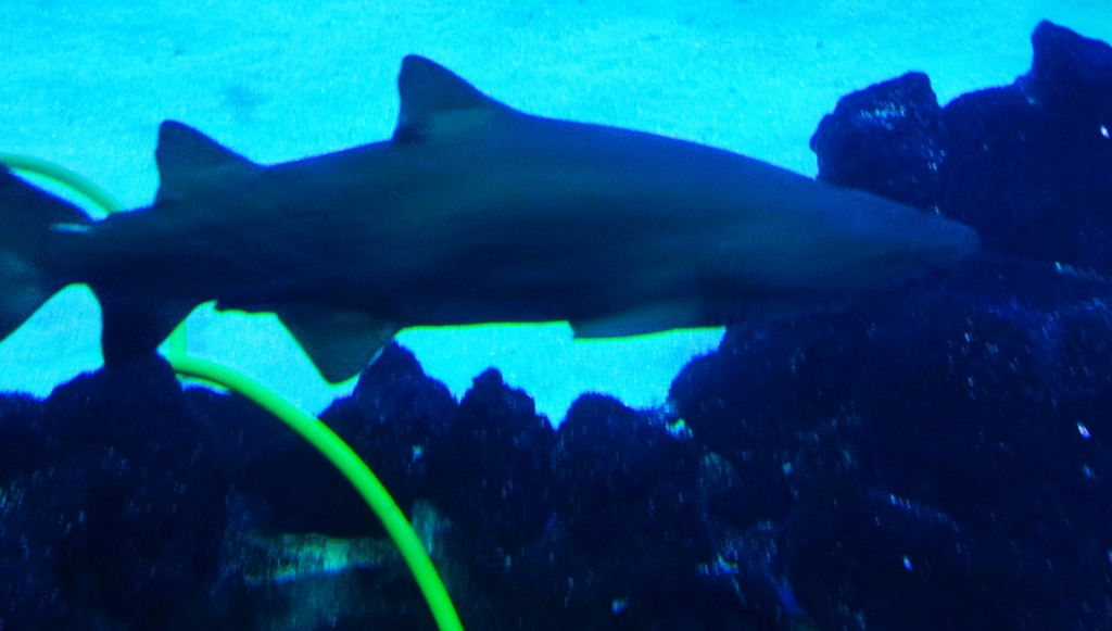 Foto: Acuario Poema del Mar - Las Palmas de Gran Canaria (Las Palmas), España