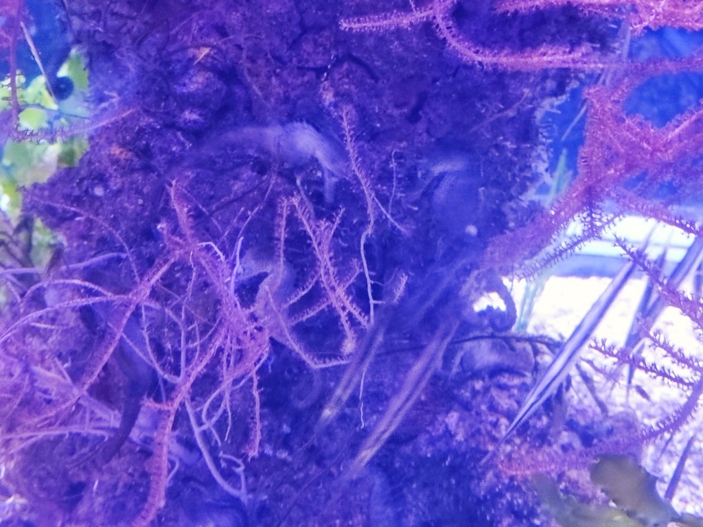Foto: Acuario Poema del Mar - Las Palmas de Gran Canaria (Las Palmas), España