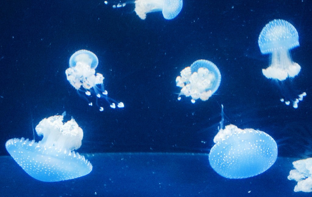 Foto: Acuario Poema del Mar - Las Palmas de Gran Canaria (Las Palmas), España