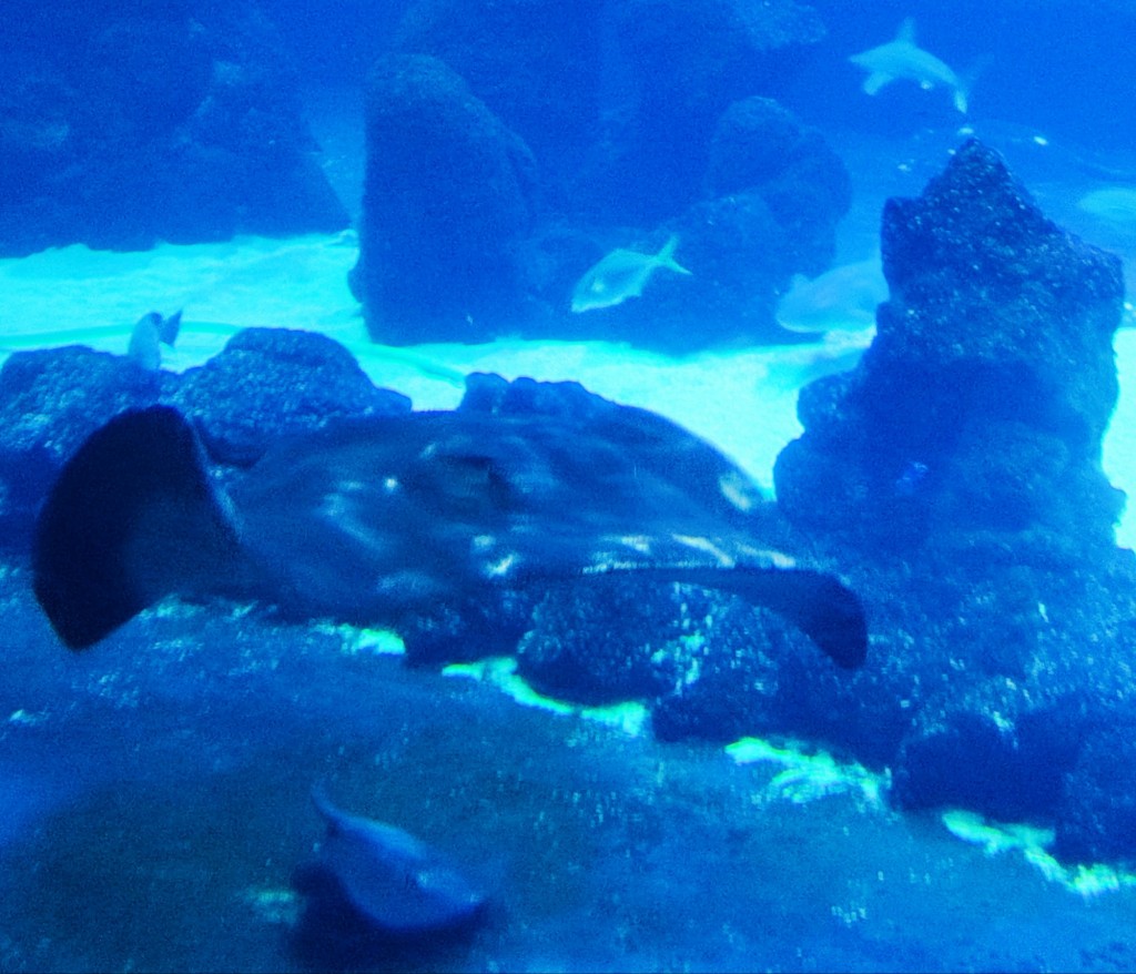 Foto: Acuario Poema del Mar - Las Palmas de Gran Canaria (Las Palmas), España